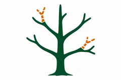 A tree with branches to remove marked in orange with white bands
