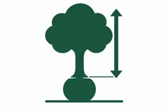 A measurement arrow showing tree height from the trunk base
