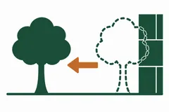 A tree moved away from a position close to a wall