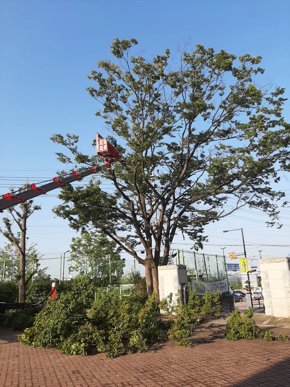 Pruning school grounds trees