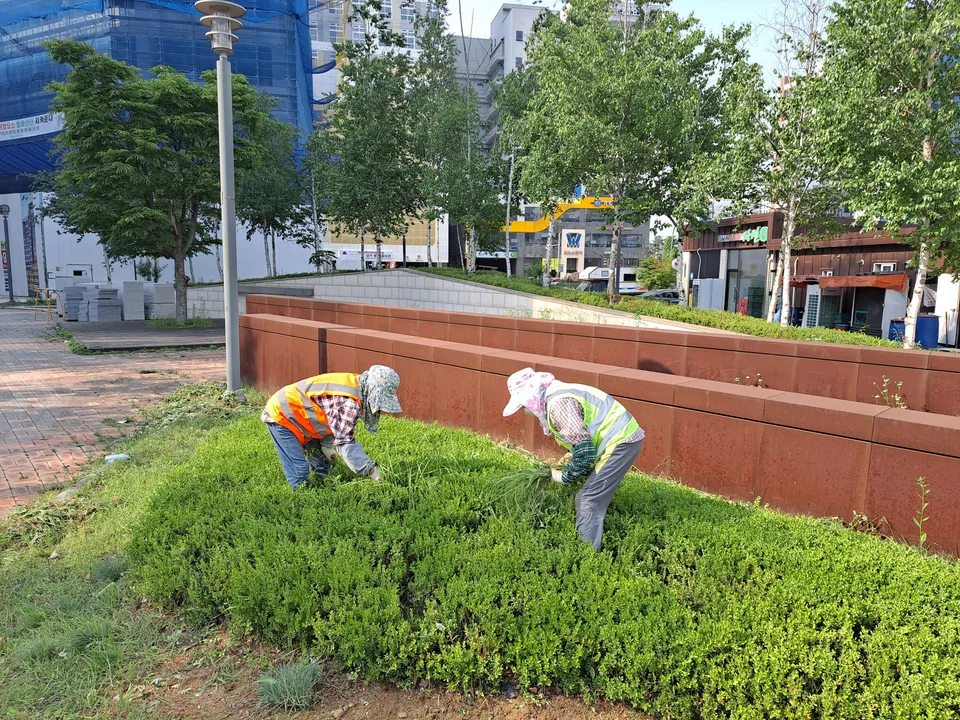 Weeding planted areas