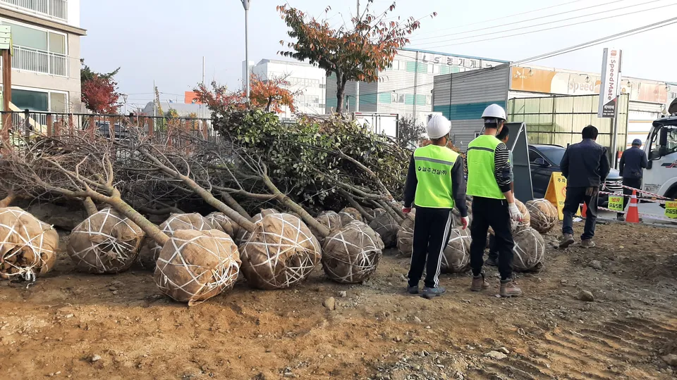 Tree delivery and planting preparation