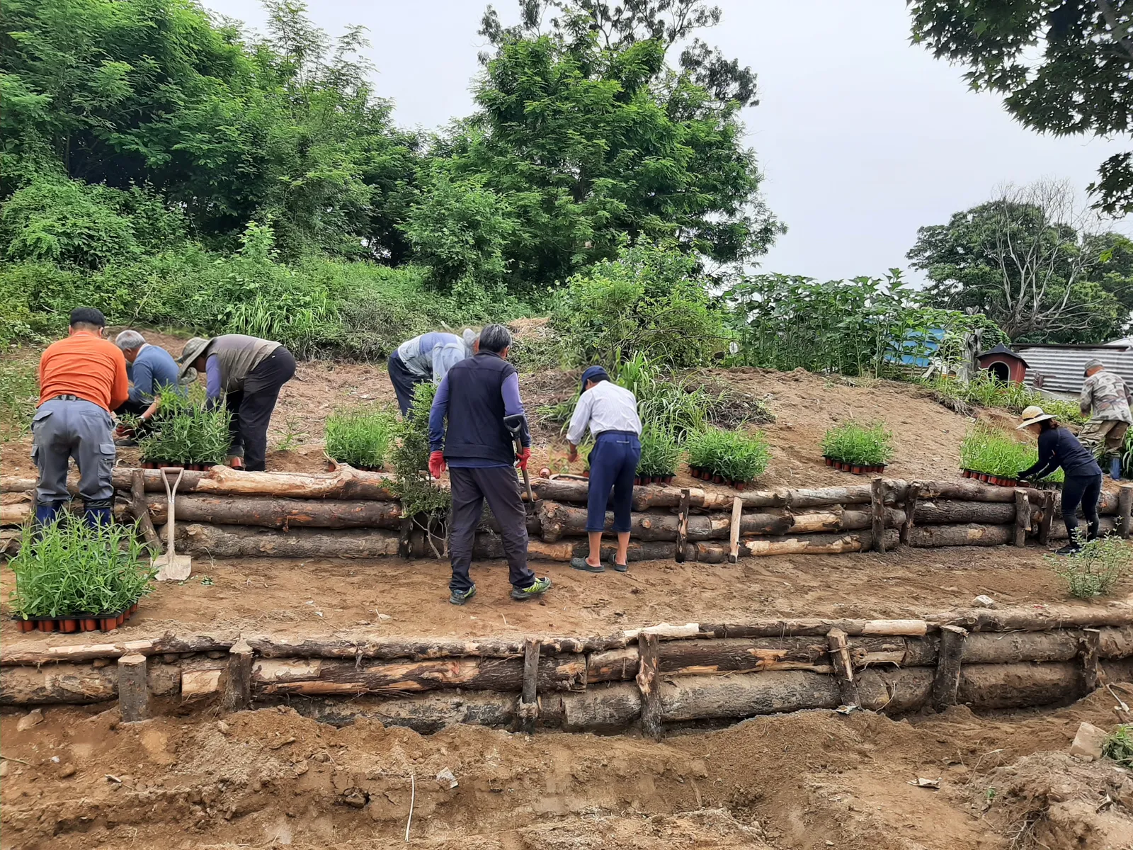 Planting at Deungwon-ri village garden