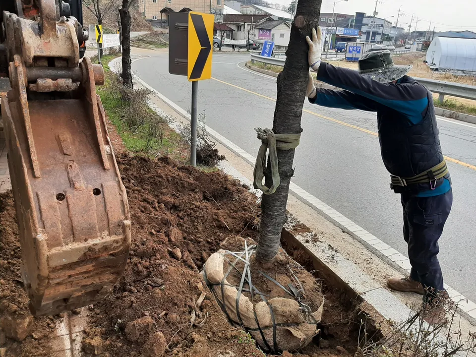 Tree transplanting